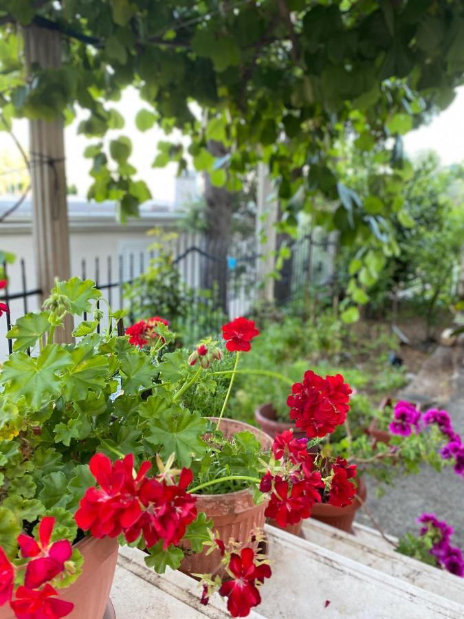 Petrovac Apartments Mandarina Garden מראה חיצוני תמונה